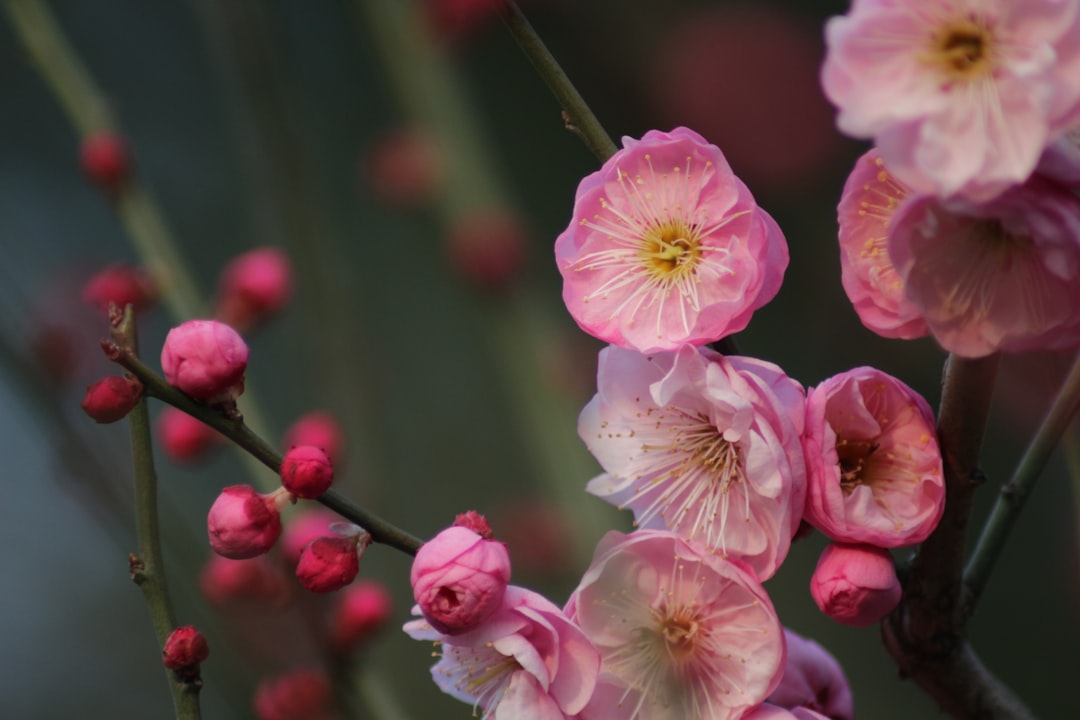 Benefits of Hibiscus Tea for Fat Loss: 5-Step Guide