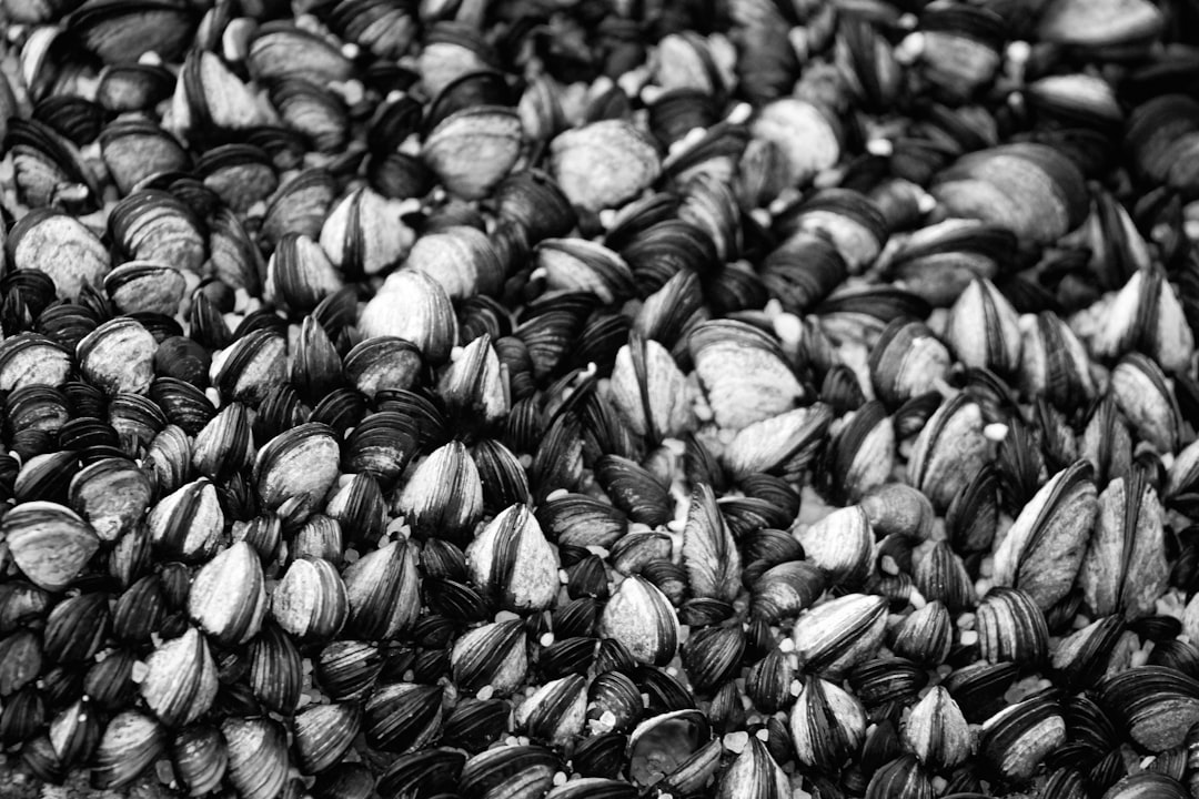 A close-up view of a pile of mussels.